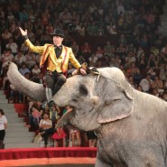 Цирковая программа «Шоу слонов великанов» фотографии