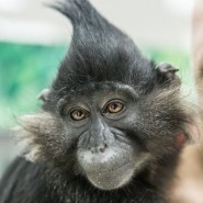 «Выставка обезьян» фотографии