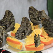 Выставка тропических бабочек в Тюмени 2020 фотографии