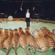 Цирковое шоу «Королевские Тигры Суматры» фотографии