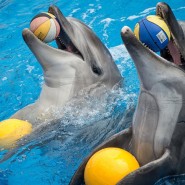 Шоу дельфинов  и белых китов «Тайна семи морей» фотографии