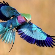 Экологический праздник «Международный день птиц» 2017 фотографии
