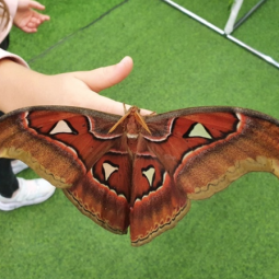 Выставка тропических бабочек в Тюмени 2020