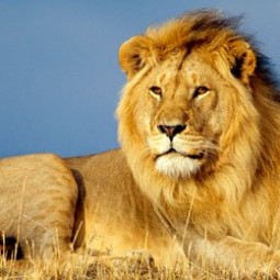 Тюменский зоопарк