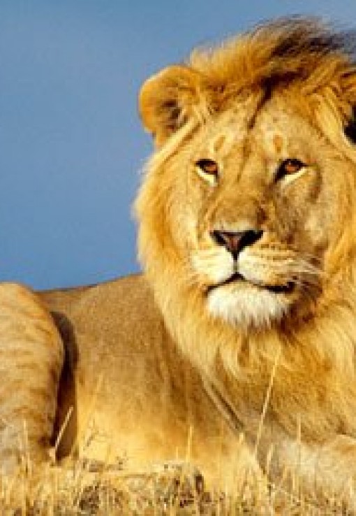 Тюменский зоопарк