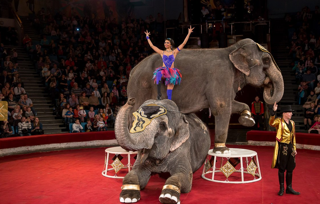 Цирковая программа «Шоу слонов великанов»