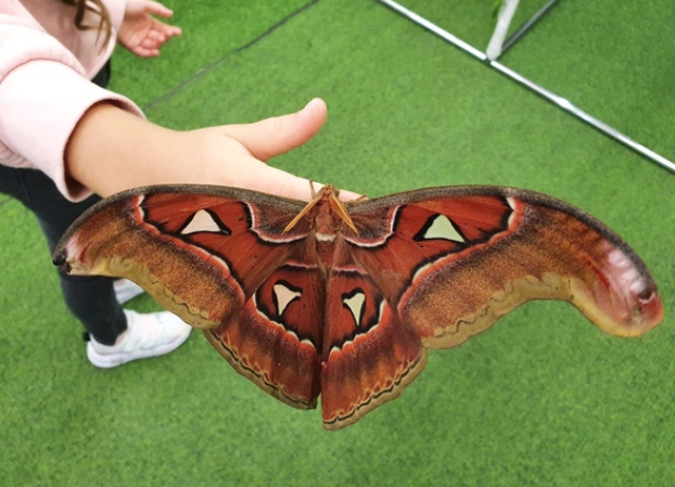 Выставка тропических бабочек в Тюмени 2020