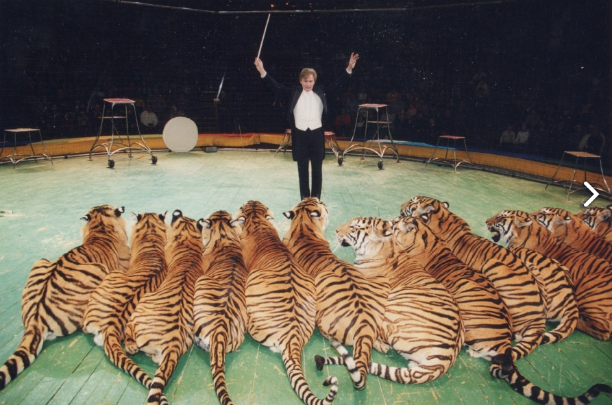 Цирковое шоу «Королевские Тигры Суматры»
