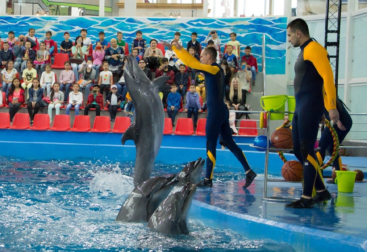 Сайт дельфин красноярск